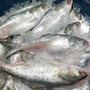 <p>ইলিশ আস্বাদন করতে পারছেন না গৃহস্থরা।</p>