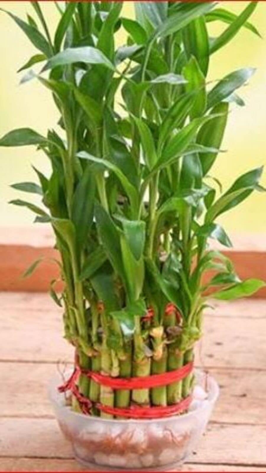 লাকি ব্যাম্বু ট্রি বাড়ির কোথায় রাখলে অর্থ, সমৃদ্ধি বর্ষণ হবে? ফেংশুই মত কী বলছে