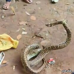 <p>মুখ্যমন্ত্রীর সাংবাদিক বৈঠকে ঢুকে গেল সাপ! 'মেরো না, মেরো না', বললেন বাঘেল</p> <p>মুখ্যমন্ত্রীর সাংবাদিক বৈঠকে ঢুকে গেল সাপ! 'মেরো না, মেরো না', বললেন বাঘেল</p>