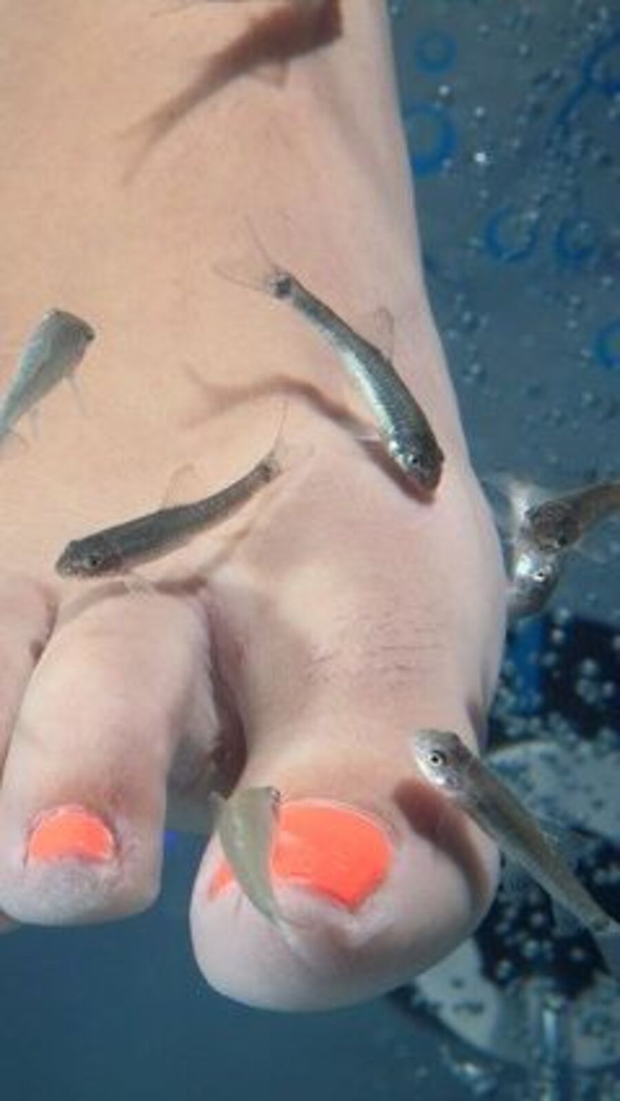 Fish Pedicure: ফিশ পেডিকিওর করতে ভালোবাসেন! জানেন এর ক্ষতিকর দিক?