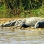 <p>ভাগীরথীতে কুমিরের আতঙ্ক। প্রতীকী ছবি</p>