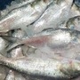 <p>ইলিশ মাছ। ছবি : সংগৃহীত</p>