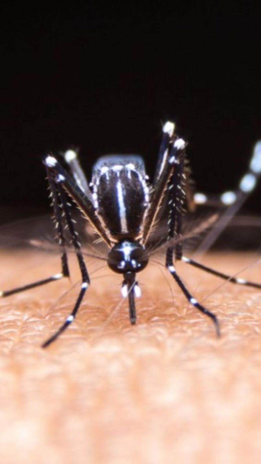 Dengue Symptoms: জ্বর হয়েছে, তাহলে কি ডেঙ্গি হল? তালিকা মিলিয়ে দেখে নিন রোগের উপসর্গ
