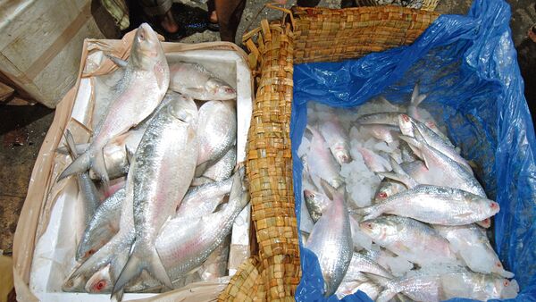 Bangladesh ilish: পুজোয় পাতে বাংলাদেশের ইলিশ! স্বপ্নভঙ্গ বাংলাদেশের নিষেধাজ্ঞা জারিতে