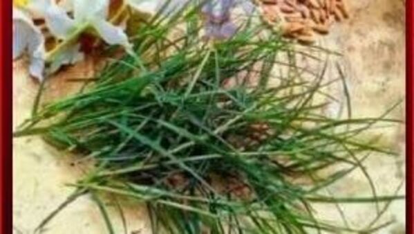 দূর্বা ঘাস কোন বারে তোলা শুভ নয়? জানুন শাস্ত্র মত