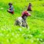 <p>চা বাগান (ছবিটি প্রতীকী, সৌজন্য এএনআই)</p>
