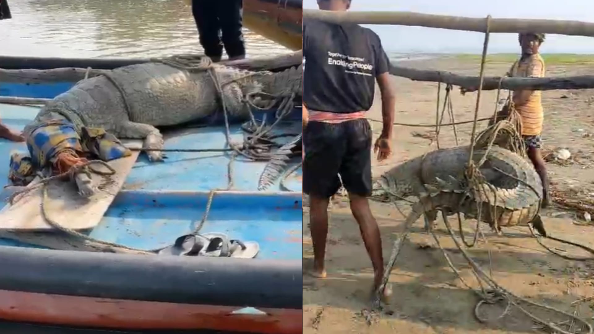 Digha: দিঘার সৈকতে উঠে এল বিশাল প্রাণী, অবাক মৎস্যজীবীরাও