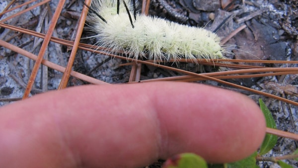 Caterpillar itchiness: শুঁয়োপোকা গায়ে লেগেছে? কী করলে দ্রুত কমবে চুলকানি ও ফোলাভাব – Caterpillar itchiness remedies apply these three home remedies