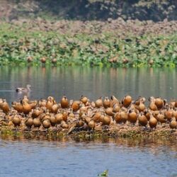 <p>সাঁতরাগাছিতে ঝিলে কমছে পরিযায়ী পাখীর সংখ্যা</p> <p>সাঁতরাগাছিতে ঝিলে কমছে পরিযায়ী পাখীর সংখ্যা</p>