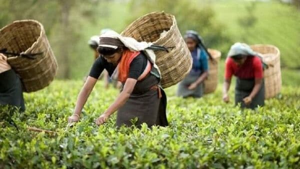 First Flush Tea: বৃষ্টি নেই, সংকটে উত্তরবঙ্গের ফার্স্ট ফ্লাশ চা, শুরুর মুখেই কাটল সুর