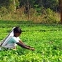কেন্দ্রীয় বাজেটে চা শিল্পে হতাশা, তবে গবেষণা খাতে আশার আলো
