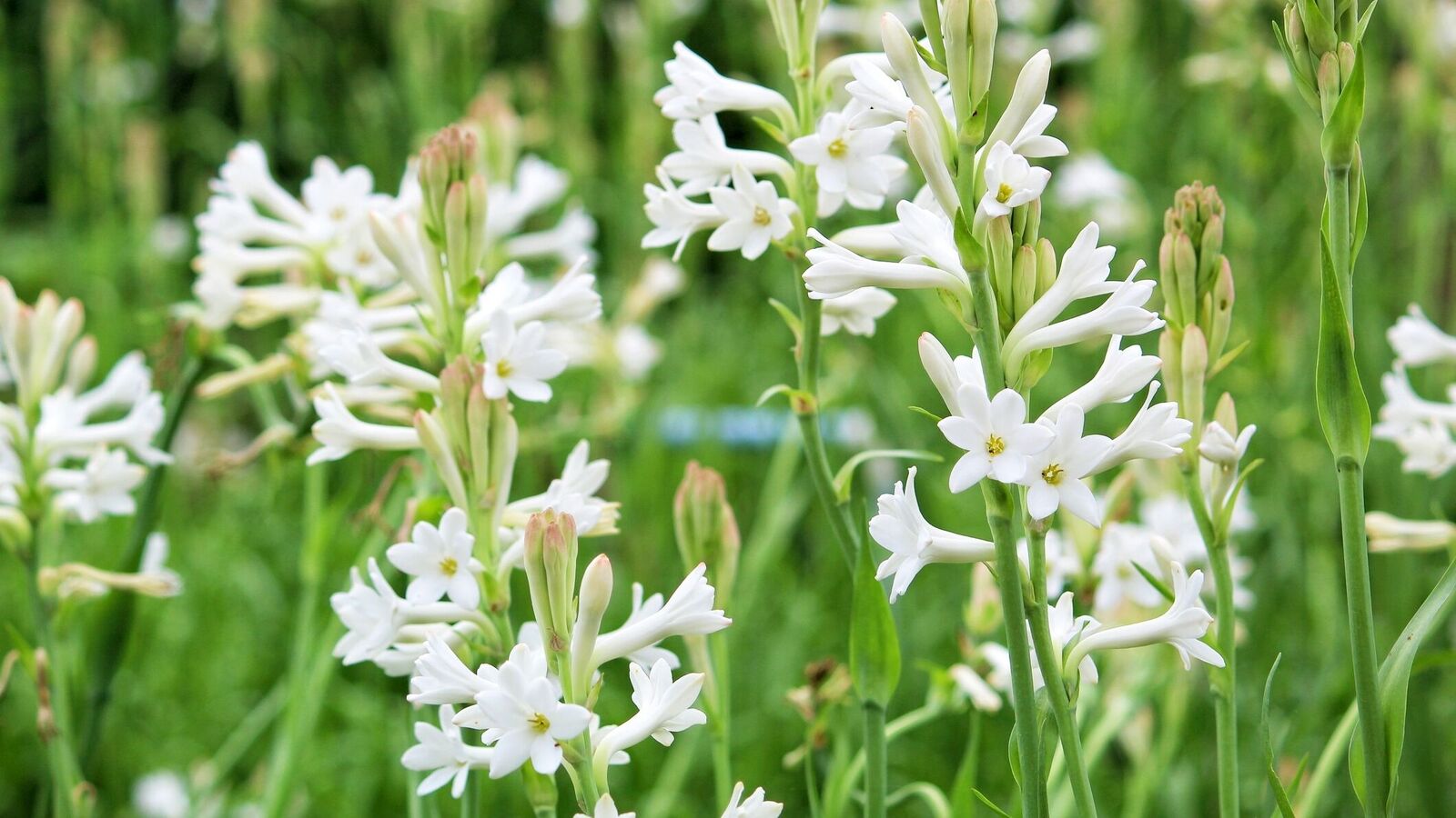 Kelin bilan jinsiy aloqa onlayn