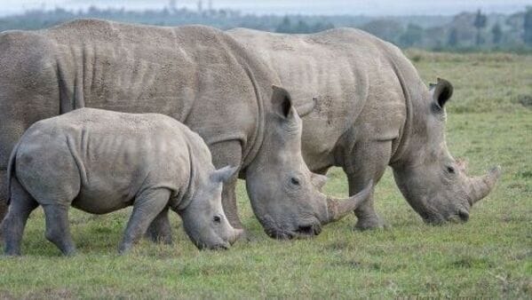 Rhino Crisis in Jaldapara: দু’সপ্তাহে পক্ষাঘাতে আক্রান্ত ৪ গণ্ডার শাবক, নতুন সমস্যা জলদাপাড়া জাতীয় উদ্যানে