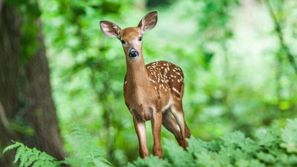 Mouse Deer: মাউস ডিয়ার দত্তক নিলেন মন্ত্রী, শীতের আগেই কলকাতার নন্দনকানন থেকে এল আরও অতিথি – Minister Birbaha Hansda adopted four mouse deer in kolkata Alipore Zoo