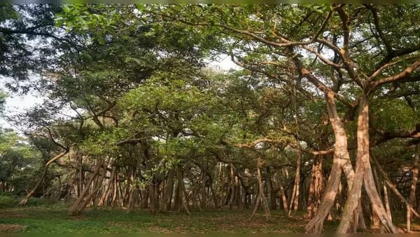 The Great Banyan Tree: বোটানিক্যাল গার্ডেনের বটগাছ হারালো ‘সম্মান’? সেরার তকমা আর নেই, মানতে নারাজ কর্তৃপক্ষ