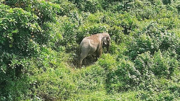 মা হাতির মাতৃত্বে প্রকৃতির স্নেহ, শাসনব্যবস্থার অন্ধকারে মানবতার অনুপস্থিতি!