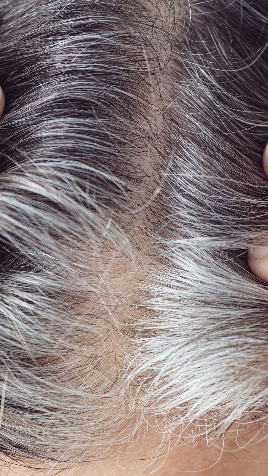 Hair Care: অল্প বয়সেই চুল পেকে সাদা? এই পাতার গুণেই ফিরবে কালো চুল