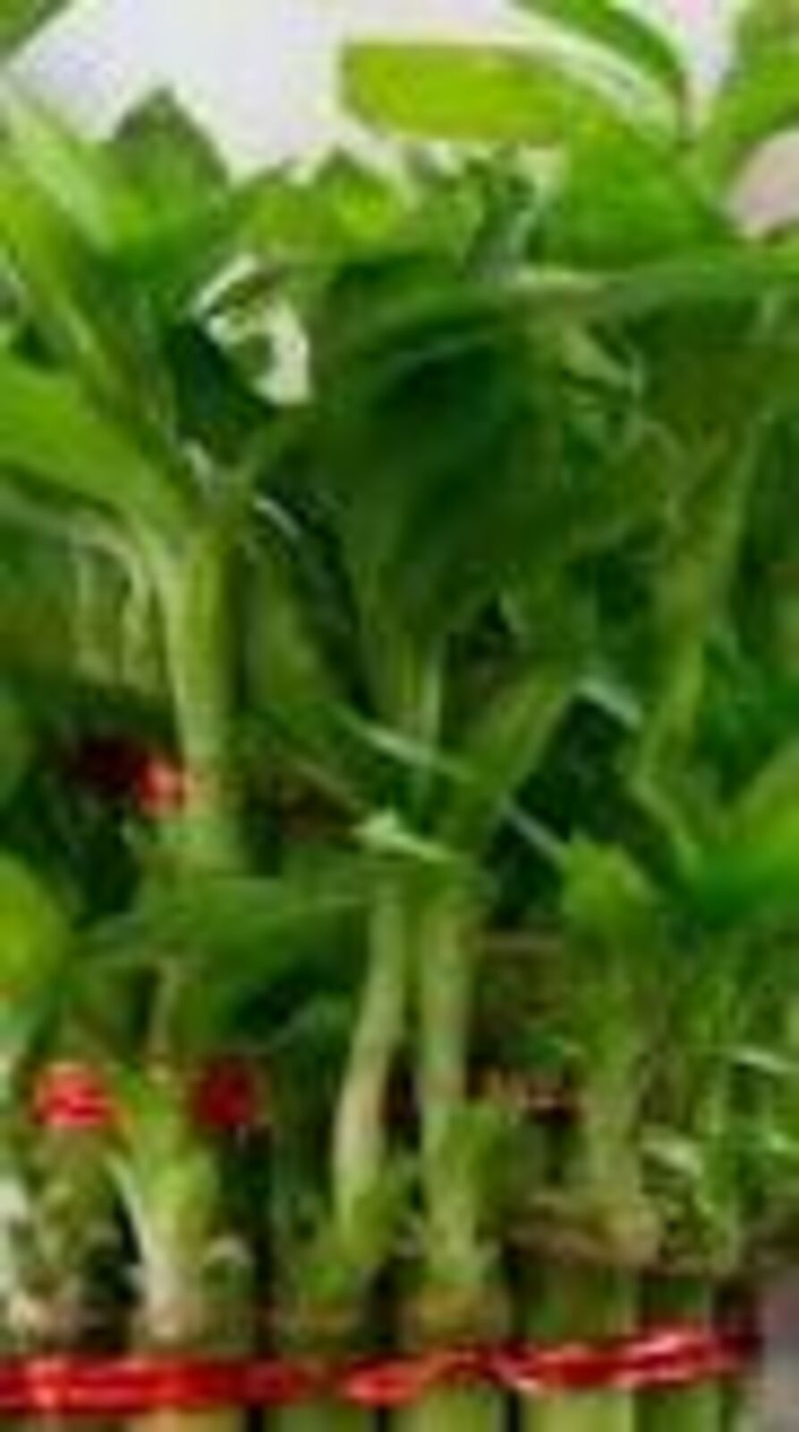 বাড়িতে লাগান ব্যাম্বু ট্রি, জীবন হয়ে উঠবে সুখকর