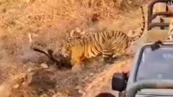 এক মিনিটেই ‘খেল খতম’! ন্যাশনাল পার্কে পর্যটকদের সামনেই হরিণ শিকার বাঘের এক মিনিটেই ‘খেল খতম’! ন্যাশনাল পার্কে পর্যটকদের সামনেই হরিণ শিকার বাঘের