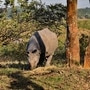 কাজিরাঙা জাতীয় উদ্যানে গন্ডার। (PTI) কাজিরাঙা জাতীয় উদ্যানে গন্ডার। (PTI)