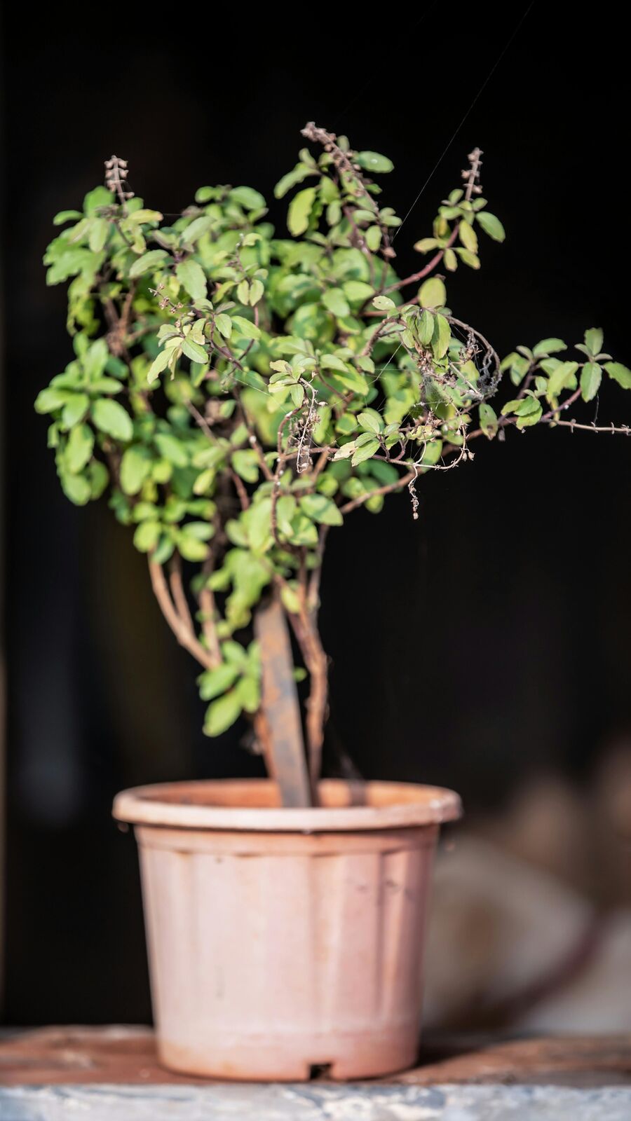 Vastu Tips: ভুল করেও এই দিকে তুলসী গাছ লাগাবেন না, তাহলেই হবে অর্থকষ্ট