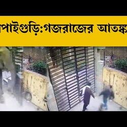 রিসর্টের গেট ভেঙে ঢুকল হাতি