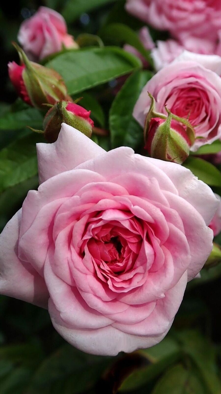 Gardening Tips: গরম পড়লেও, গোলাপ গাছ ভরে থাকবে ফুলে, নিন এই বিশেষ যত্ন