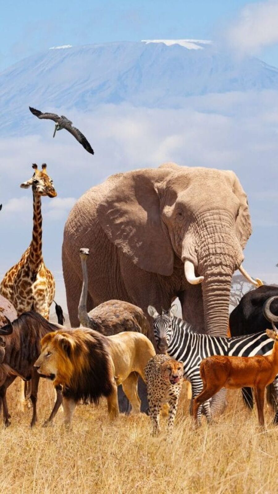 ভাবা যায়! সত্যিই কি প্রতি বছর পৃথিবীতে সবচেয়ে বেশি মানুষ মারে এই ছোট্ট প্রাণী?