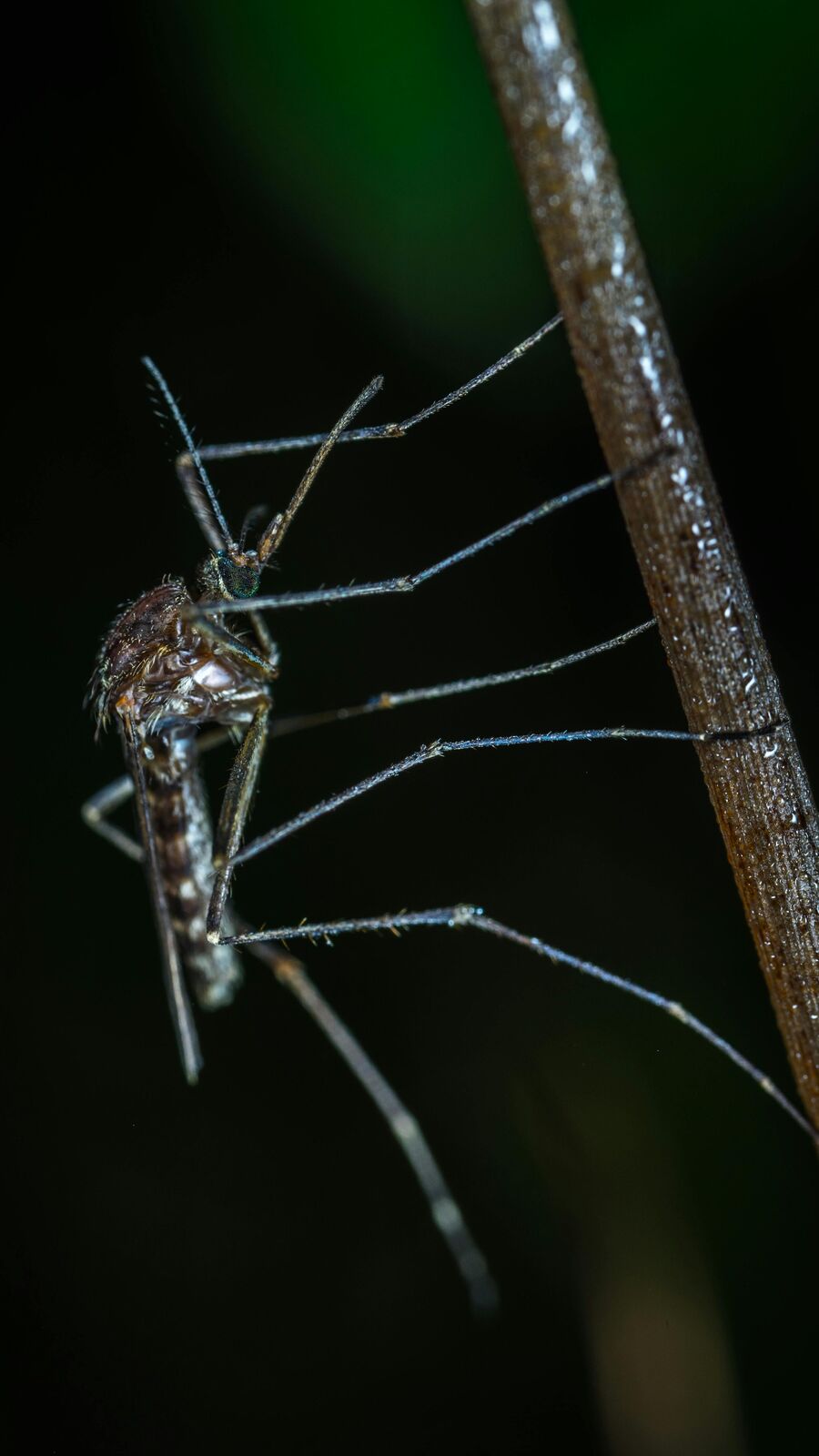 মশার দাপটে প্রাণ ওষ্ঠাগত? এই ৫ গাছ বাড়িতে রাখলে আসবে না ধারেকাছে