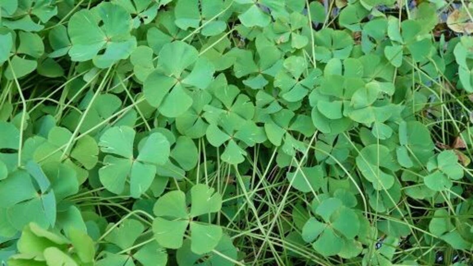 Kichkina kokrak bilan uy qurilishi jinsiy aloqa video Galina ishtirokidagi ruscha porno video