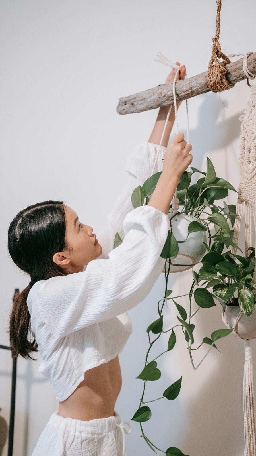 Gardening Tips: বাড়ছে না মানিপ্ল্যান্ট? দিন এই বিশেষ জিনিস মেশানো জল