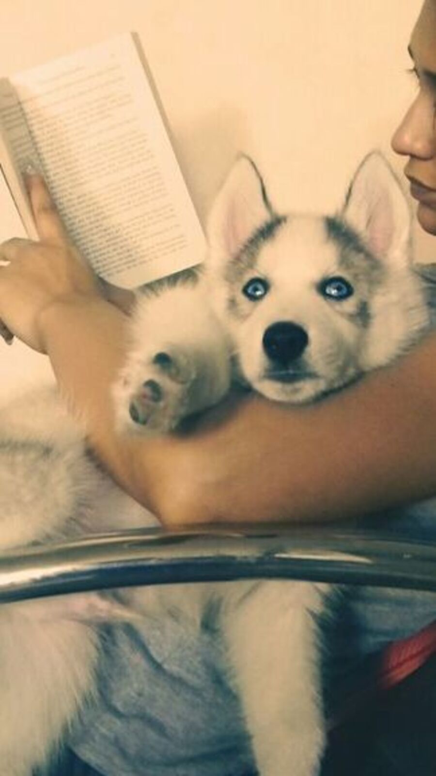 জাতীয় পোষ্য দিবসে, প্রিয় কুকুরদের সঙ্গে মিমি