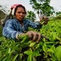 ১৯ মাস ধরে বন্ধ, শ্রম দফতরের তৎপরতায় পর খুলছে উত্তরবঙ্গের আরও একটি চা বাগান (AP)