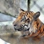 আলিপুর চিড়িয়াখানার বাঘ
