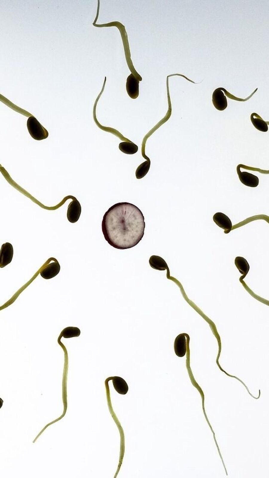 পুরুষরা, সাবধান.. এই খাবারগুলি শুক্রাণুর সংখ্যা খুব কমিয়ে দেয়