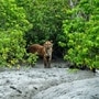 লোকালয়ে বাঘের আনাগোনা, রুখতে নতুন জাল দিয়ে ঘেরা হবে সুন্দরবন ব্যাঘ্র প্রকল্প