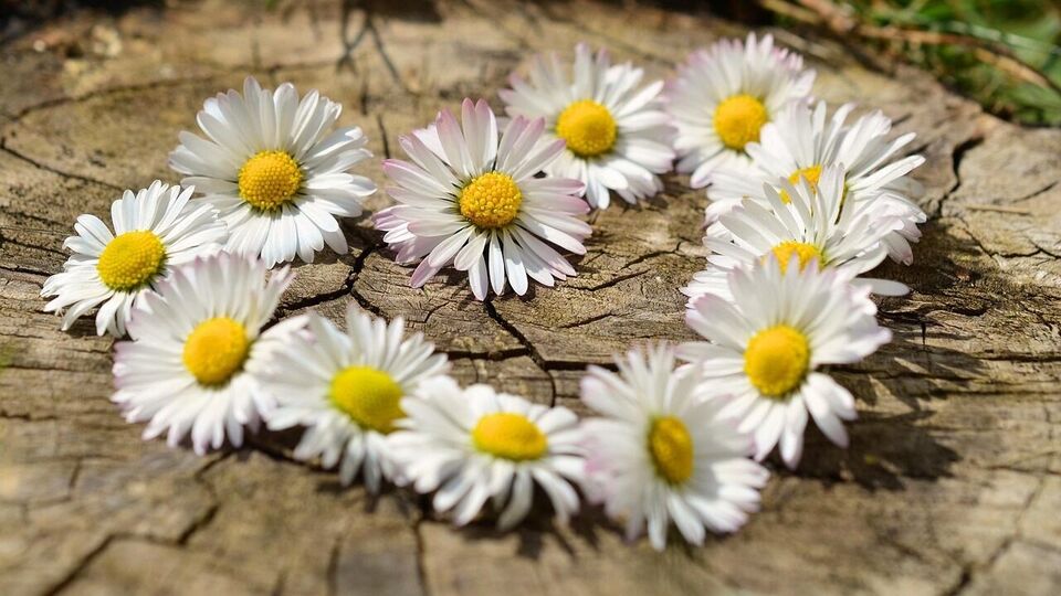 সিংহ: এই সপ্তাহে, সিংহ রাশির জাতকদের প্রেম জীবনে আবেগ, উষ্ণতা এবং রোমান্স বজায় থাকবে। আপনার সঙ্গীর সঙ্গে সময় কাটানো আপনাকে একটি আনন্দদায়ক অভিজ্ঞতা দেবে এবং পারস্পরিক বন্ধন দৃঢ় হবে। আপনি যদি কাউকে আপনার মনের কথা বলার কথা ভাবছেন, তাহলে এই সময়টি একেবারেই অনুকূল। বিবাহিত ব্যক্তিরা তাদের জীবনসঙ্গীর কাছ থেকে একটি বিশেষ চমক পেতে পারেন, যেমন ভ্রমণ পরিকল্পনা বা উপহার। সপ্তাহান্তে বাইরে যাওয়ার সম্ভাবনা রয়েছে, যা আপনাদের দুজনের মধ্যে ঘনিষ্ঠতা আরও গভীর করতে পারে। আত্মবিশ্বাসে পূর্ণ থাকুন এবং খোলাখুলিভাবে আপনার ভালোবাসা প্রকাশ করুন।