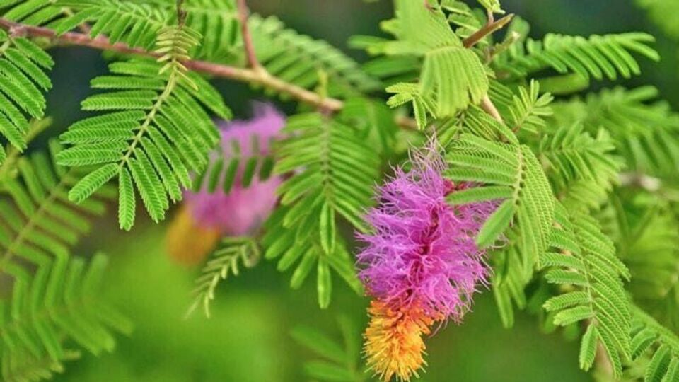 শমী পত্র অর্পণ করুন: যদি আপনি শনি দোষে কষ্ট পাচ্ছেন, তাহলে গঙ্গা দশেরার দিন শিবলিঙ্গে শমী পত্র অর্পণ করুন। এটি করলে শনি দোষ থেকে মুক্তি পাওয়া যায়।