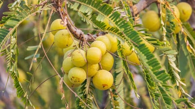 Amalaki Plant Care Tips Amalaki Plant Care Tips