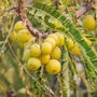 Amalaki Plant Care Tips
