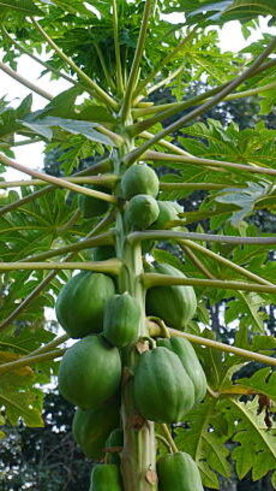 কাঁচা পেঁপে খেলে কী হয়? আগে থেকে এই বিষয়গুলি জেনে নিন