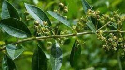 বাস্তুশাস্ত্র মতে, মেহেন্দি গাছও বাড়ির জন্য শুভ নয়। এই গাছ বাড়িতে লাগালে বেশ কিছু কুপ্রভাব সংসারের উপর বর্ষিত হয়। সেই কুপ্রভাবগুলি থেকে মুক্তি পাওয়াও কঠিন হয়ে পড়ে। বাস্তু মতে, মেহেন্দি গাছ বাড়িতে নেতিবাচক শক্তির প্রভাব বিস্তার করে। এছাড়াও বিভিন্ন সমস্যার জন্ম দিতে পারে। 