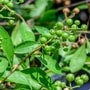 স্বাস্থ্যের উপর কুপ্রভাব - বাস্তু মতে, স্বাস্থ্যের উপর খারাপ প্রভাব ফেলে মেহেন্দি গাছ। এই গাছ লাগালে পরিবারের মানুষরা ঘন ঘন অসুস্থ হয়ে পড়তে পারে। একের পর এক মানসিক ও শারীরিক সমস্যা দেখা দিতে পারে। যা এক সময় পরিস্তিতি নিয়ন্ত্রণের বাইরে নিয়ে যায়।