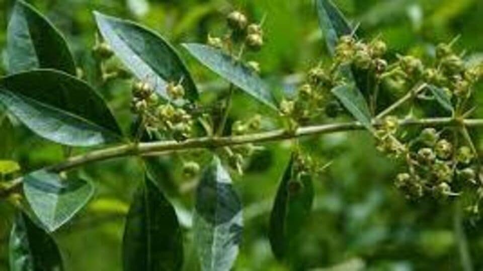 বাস্তুশাস্ত্র মতে, মেহেন্দি গাছও বাড়ির জন্য শুভ নয়। এই গাছ বাড়িতে লাগালে বেশ কিছু কুপ্রভাব সংসারের উপর বর্ষিত হয়। সেই কুপ্রভাবগুলি থেকে মুক্তি পাওয়াও কঠিন হয়ে পড়ে। বাস্তু মতে, মেহেন্দি গাছ বাড়িতে নেতিবাচক শক্তির প্রভাব বিস্তার করে। এছাড়াও বিভিন্ন সমস্যার জন্ম দিতে পারে।