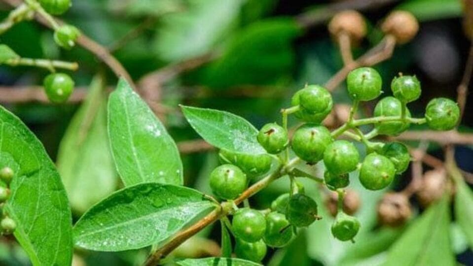 স্বাস্থ্যের উপর কুপ্রভাব - বাস্তু মতে, স্বাস্থ্যের উপর খারাপ প্রভাব ফেলে মেহেন্দি গাছ। এই গাছ লাগালে পরিবারের মানুষরা ঘন ঘন অসুস্থ হয়ে পড়তে পারে। একের পর এক মানসিক ও শারীরিক সমস্যা দেখা দিতে পারে। যা এক সময় পরিস্তিতি নিয়ন্ত্রণের বাইরে নিয়ে যায়।