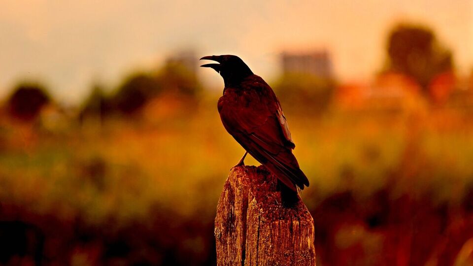 যদি কোনও ব্যক্তি কোনও কাজের জন্য ঘর থেকে বের হন এবং একটি কাক তার সামনে গিয়ে স্বাভাবিকভাবে ডাকে এবং চলে যায়, তাহলে এটি কাজ সম্পন্ন হওয়ার লক্ষণ। কিন্তু যদি বাড়ির কাছে এক জায়গায় অনেক কাক জড়ো হয় এবং শব্দ করে, তাহলে বিশ্বাস করা হয় যে বাড়িতে বড় ঝামেলা আসতে পারে। একইভাবে, যদি একটি কাক কারও মাথায় বসে, তাহলে এটি ঝামেলার লক্ষণ বলে মনে করা হয়। যদি আপনি কোথাও যাচ্ছেন এবং আপনি একটি কাককে তার ঠোঁটে খড় নিয়ে যেতে দেখতে পান, তাহলে বিশ্বাস করা হয় যে আপনি উপকৃত হবেন। 