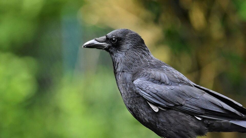 হিন্দু ধর্মে অশুভ লক্ষণ সম্পর্কে পুরনো বিশ্বাস রয়েছে। এগুলো সম্পর্কে, প্রাচীনরা বলেন যে কিছু ঘটনা শুভ এবং অশুভ লক্ষণ নির্দেশ করে। যদিও এগুলোর কোনও সত্যতা নেই, তবুও এগুলো ব্যক্তিকে সতর্ক করে এবং প্রাচীনকাল থেকেই বিশ্বাস করা হয়ে আসছে। এমন পরিস্থিতিতে, আমাদের নখ, কাক এবং পেঁচা সম্পর্কিত অশুভ লক্ষণ সম্পর্কে জেনে নেওয়া যাক।