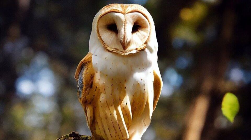 ঘরে আগত অতিথির পিছনে পেঁচার দেখা গেলে, বিশ্বাস করা হয় যে ইচ্ছা পূরণ হয়। একইভাবে, রাতে ভ্রমণের সময় যদি পেঁচার শব্দ শোনা যায়, তবে এটি শুভ বলে বিবেচিত হয়। কিন্তু যদি পেঁচা ঘরে ক্রমাগত আসে, তবে এটি অশুভ বলে বিবেচিত হয়। বিশ্বাস করা হয় যে বাড়িতে কোনও বিপর্যয় আসতে চলেছে। অথবা বাড়ির মালিককে কোনও সংকটের মুখোমুখি হতে হবে। তবে, রাতে সাদা পেঁচা দেখা শুভ বলে মনে করা হয়।