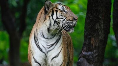 সুন্দরবনে বাঘ।  পিক্সেল