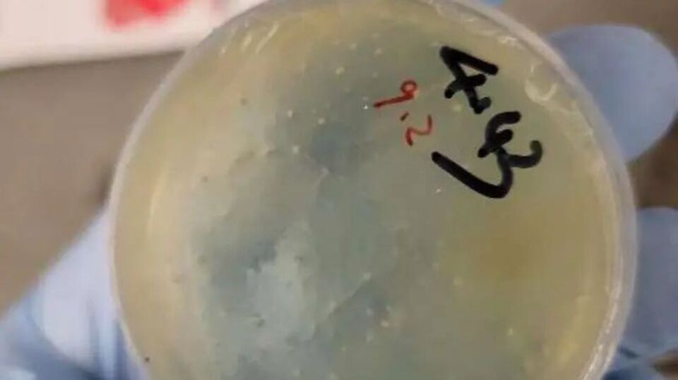 'পাচার' হওয়া জৈবিক পদার্থ সম্পর্কে প্রাথমিক ভাবে খুব বেশি কিছু জানা যায়নি। তবে দাবি করা হচ্ছে, সেই জৈবিক পদার্থটি গোলকৃমির সাথে সম্পর্কিত। এই নিয়ে মোট তিনজর চিনা নাগরিককে এই একই ধরনের ঘটনায় গ্রেফতার করা হয়েছে। এর আগে গত ৪ জুন এক চিনা দম্পতিকে গ্রেফতার করা হয়েছিল। 